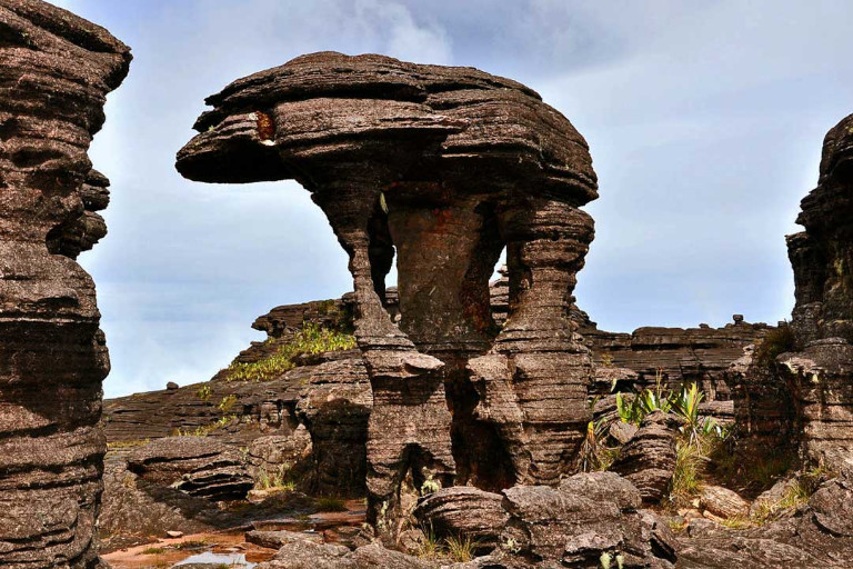 Le Champignon du Roraima