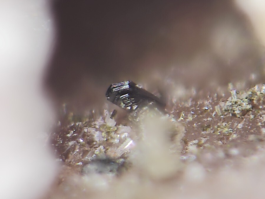 Wolfsriedite